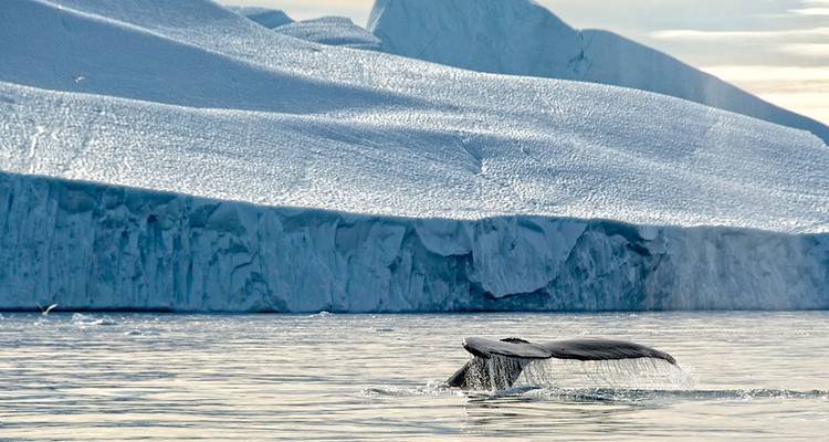Odyssée des glaces du Groenland occidental : Glaciers et icebergs - Intrepid Travel 6