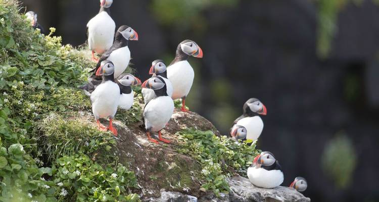 Circumnavigation de l'Islande (Outremer) - Intrepid Travel 3