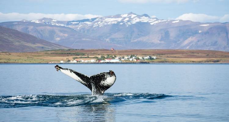 Circumnavigation de l'Islande (Outremer) - Intrepid Travel 4