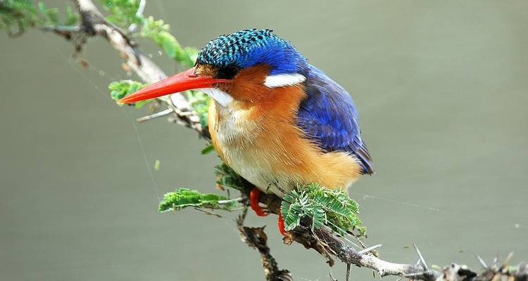 Close-up of a colorful bird perched on a branch.