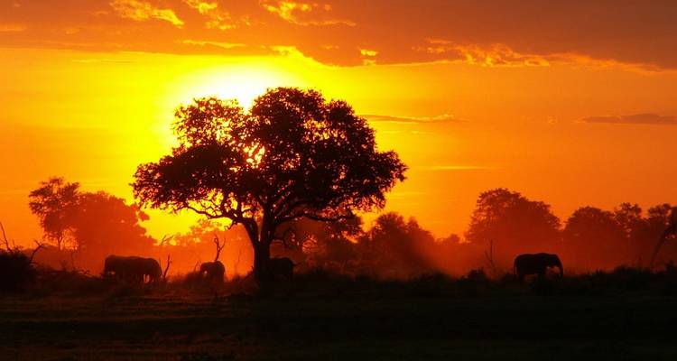 Silhouettes of elephants and a tree against a vibrant sunset.