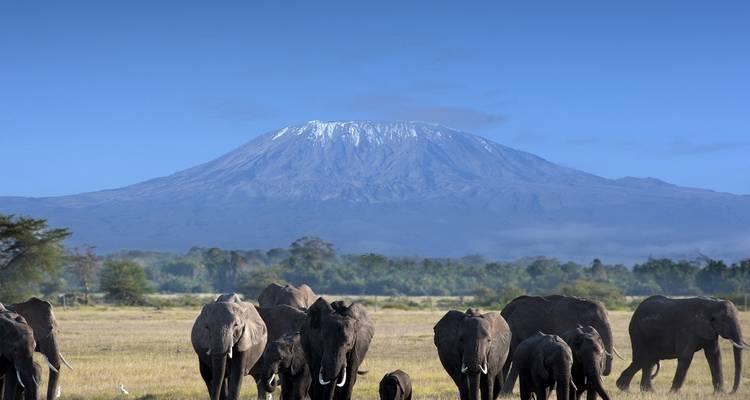 Elephants grazing with Mount Kilimanjaro in the background.
