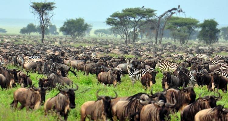 Semana de la fauna de Kenia - 7 días - On The Go Tours 9