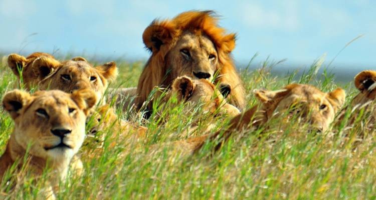 Semana de la fauna de Kenia - 7 días - On The Go Tours 1