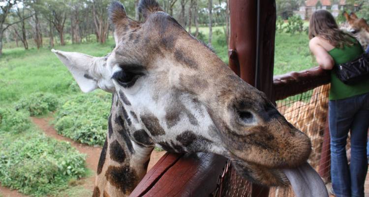 Semana de la fauna de Kenia - 7 días - On The Go Tours 4