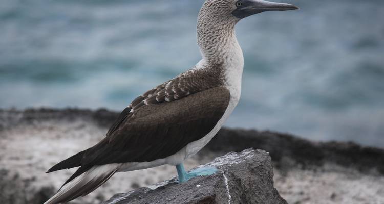 Galapagos Island Hopper - Contiki 4