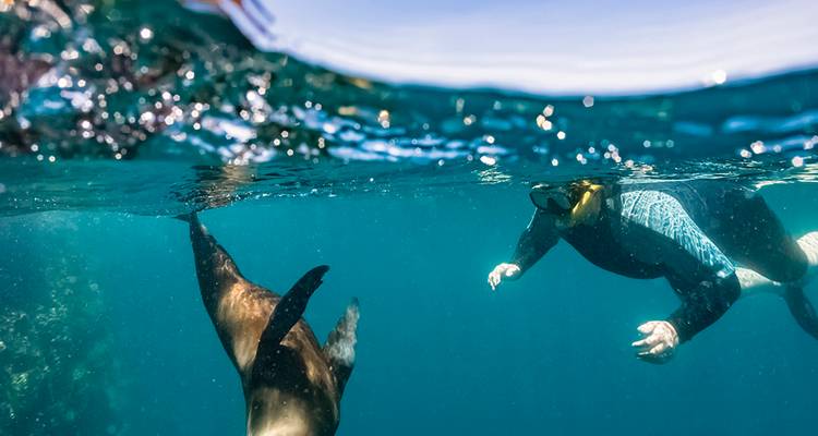 A snorkeller swims beside a playful sea lion in the clear blue waters of the Galapagos.