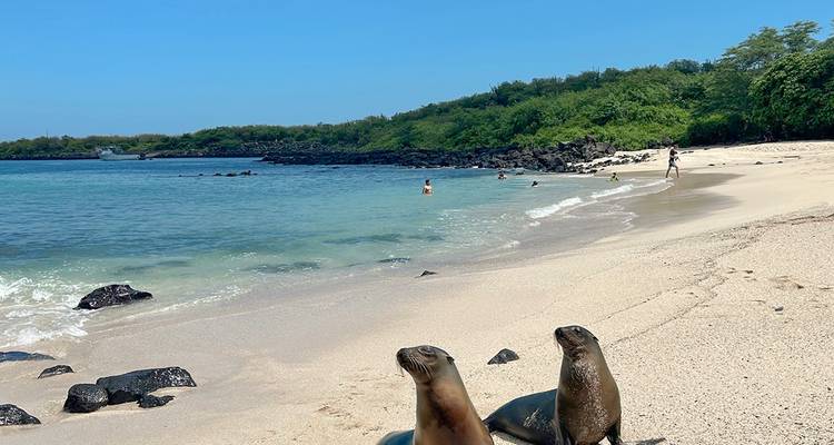 Dos leones marinos descansan en una playa prístina de arena blanca de las Galápagos con agua turquesa y vegetación exuberante.