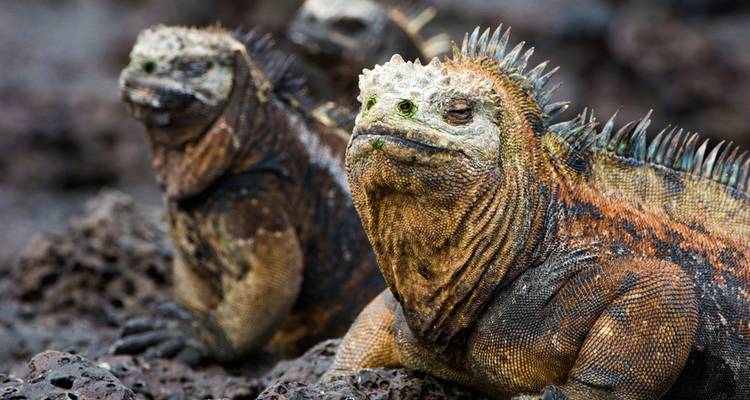 Complete Galapagos (Grand Daphne) - Intrepid Travel 7