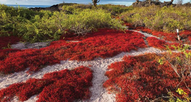 Galapagos at a Glance: Southern Islands (Grand Daphne) - Intrepid Travel 3