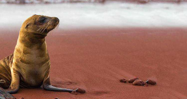 Aventura en las Galápagos: islas del norte - Gran Dafne - Intrepid Travel 2