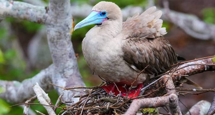 Aventura en las Galápagos: islas del norte - Gran Dafne - Intrepid Travel 6