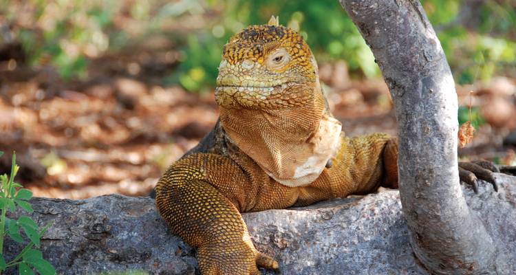 Aventura en las Galápagos: islas del norte - Gran Dafne - Intrepid Travel 9