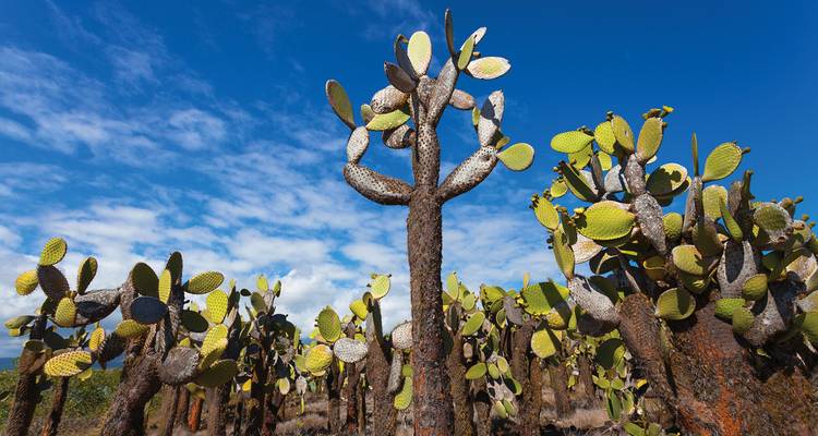 Aventura en las Galápagos: islas del norte - Gran Dafne - Intrepid Travel 8