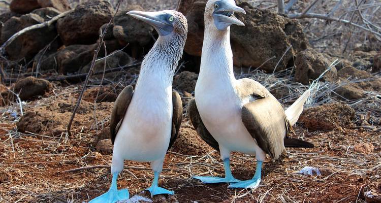 Ultimate Galapagos : Central Islands - Grand Daphne - Intrepid Travel 5