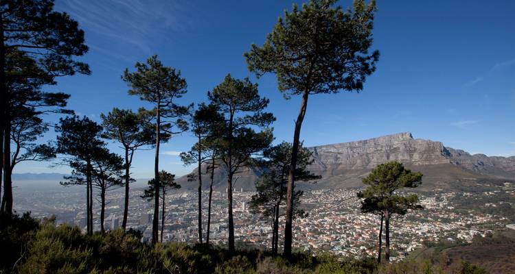 Árboles de pino recortados contra el cielo vigilan Ciudad del Cabo y la Montaña de la Mesa bajo un cielo azul intenso.
