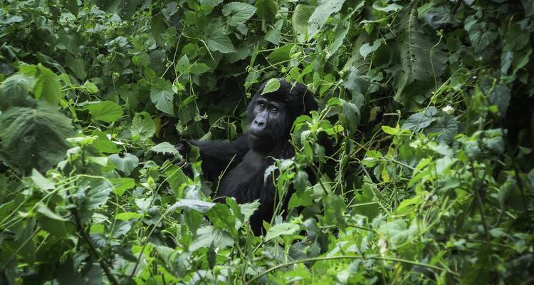 De l'Ouganda au Rwanda : treks et safaris en compagnie de gorilles - G Adventures 1