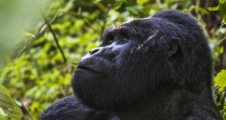 De l'Ouganda au Rwanda : treks et safaris en compagnie de gorilles - G Adventures 2