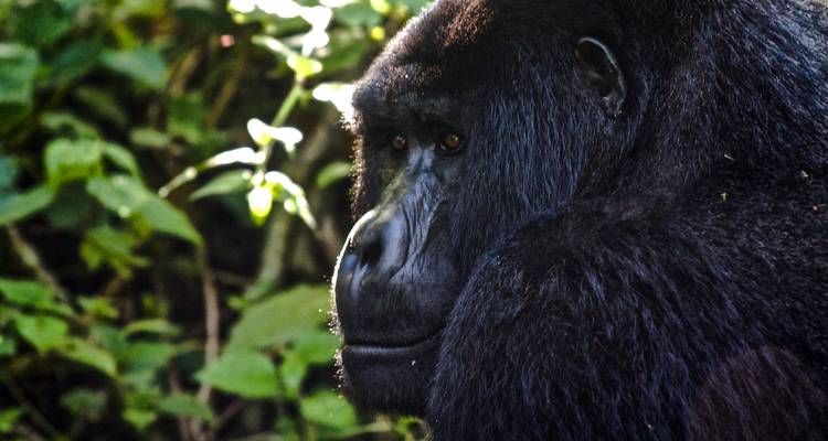 De l'Ouganda au Rwanda : treks et safaris en compagnie de gorilles - G Adventures 6