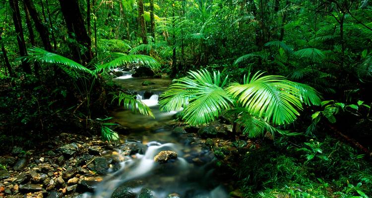 Forêt tropicale luxuriante et verdoyante avec un petit ruisseau en cascade encadré par de larges frondes de palmiers.