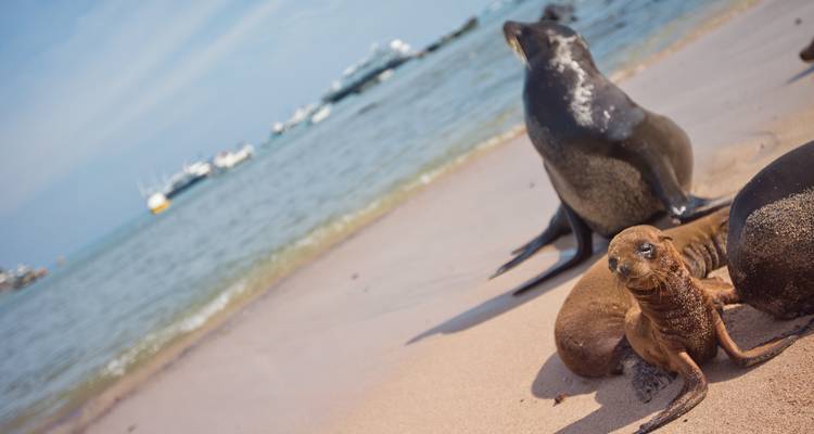Galápagos Island Hopping Land-Only (4 destinations) - G Adventures 2