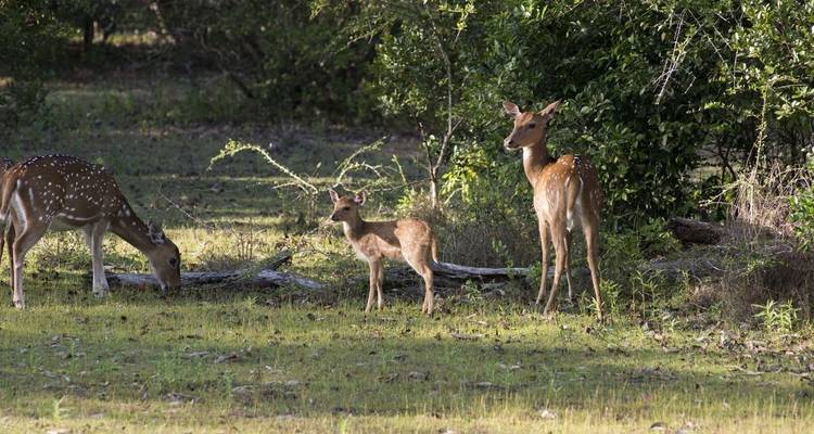 Famille de cerfs qui broutent dans une clairière de forêt