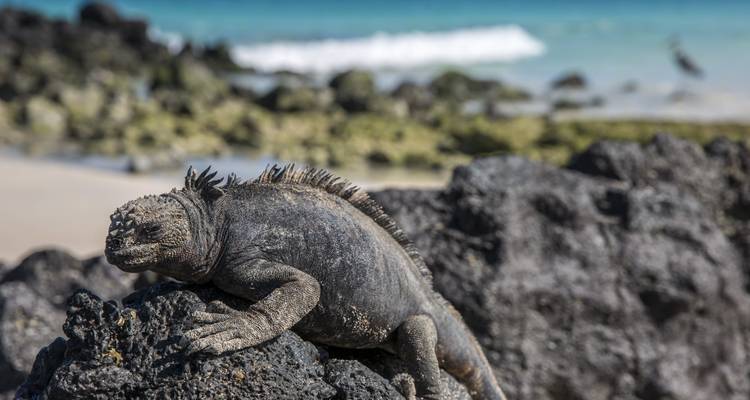 Aventure aux Galápagos : Plongée en apnée et lions de mer - G Adventures 4