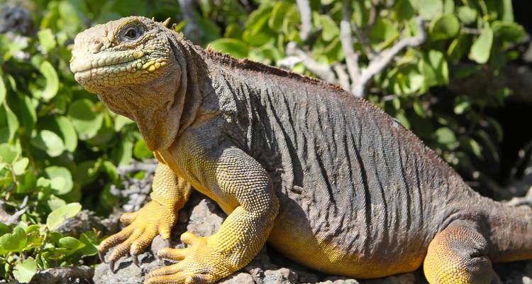Aventure aux Galápagos : Plongée en apnée et lions de mer - G Adventures 2