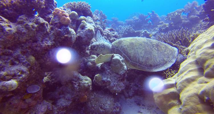Eye On The Reef - Programme de conservation marine sur la Grande Barrière de Corail - No Limit Adventures 7