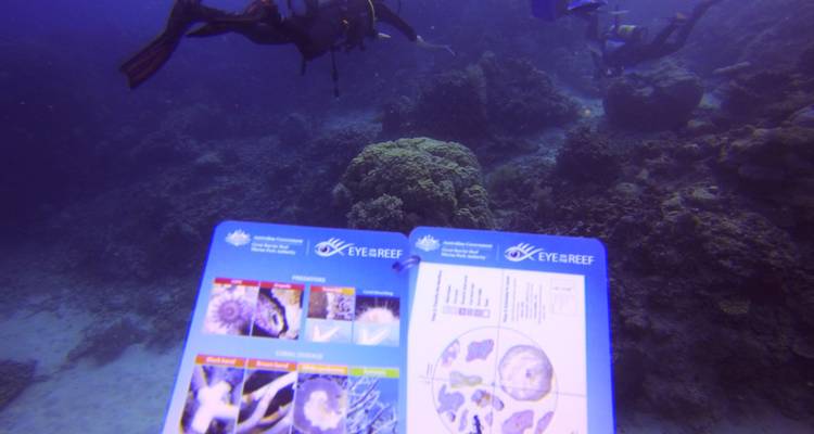 Eye On The Reef - Programme de conservation marine sur la Grande Barrière de Corail - No Limit Adventures 9