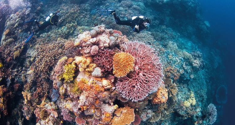 Eye On The Reef - Programme de conservation marine sur la Grande Barrière de Corail - No Limit Adventures 3