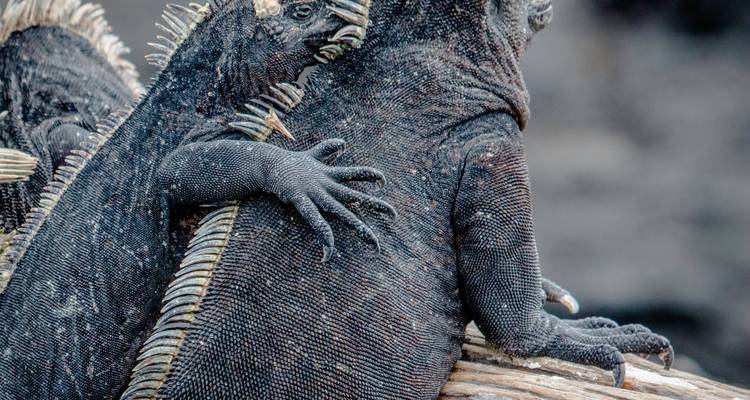 Two iguanas resting on rocks.