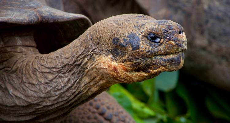 Close-up of a giant tortoise's face.