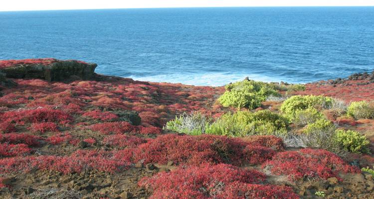 Landscape with vibrant red foliage and ocean in the background.