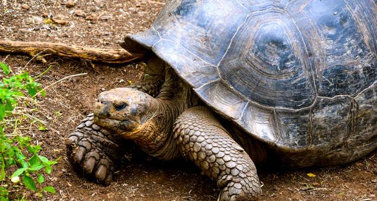 Aventure à la découverte des îles Galápagos 5J/4N - Bamba Travel 2