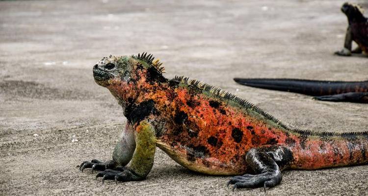 Aventure à la découverte des îles Galápagos 5J/4N - Bamba Travel 3