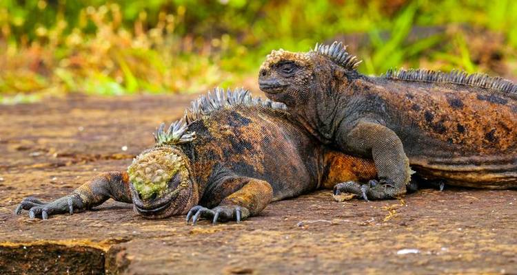 Aventure à la découverte des îles Galápagos 5J/4N - Bamba Travel 7