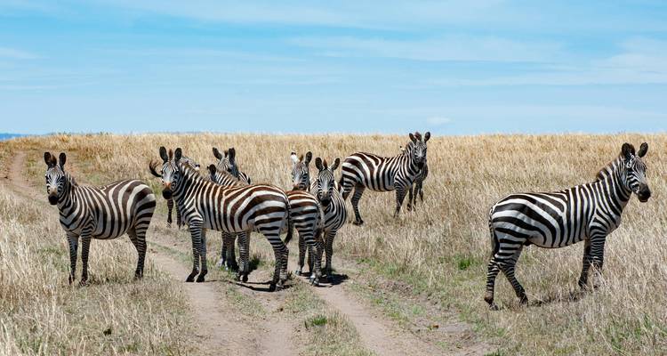 Grupo de cebras paradas en un camino en un paisaje de sabana.