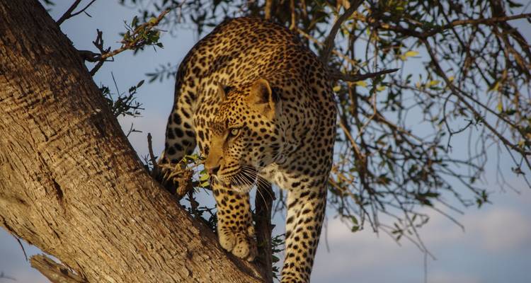 Leopardo bajando por una rama de árbol con el cielo de fondo.