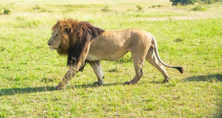 Masai Mara Interactive Safari 3D/2N - Bamba Travel 3