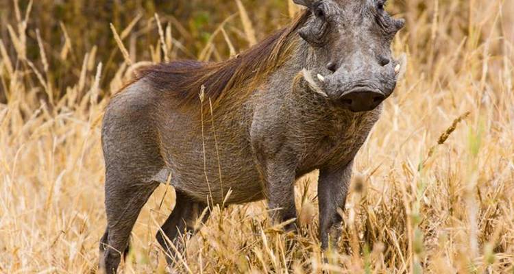 Masai Mara Interactive Safari 3D/2N - Bamba Travel 4