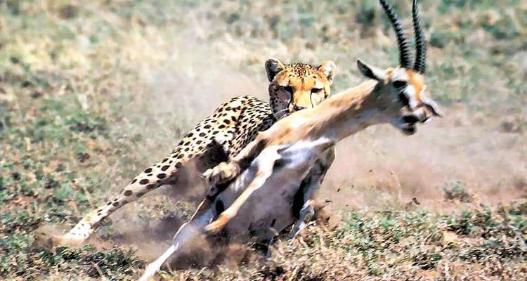 Masai Mara Interactive Safari 3D/2N - Bamba Travel 7