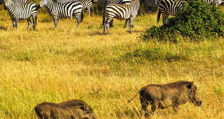 Masai Mara Interactive Safari 3D/2N - Bamba Travel 8
