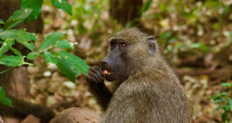 Safari 3D/2N au Ngorongoro et au lac Manyara - Bamba Travel 9