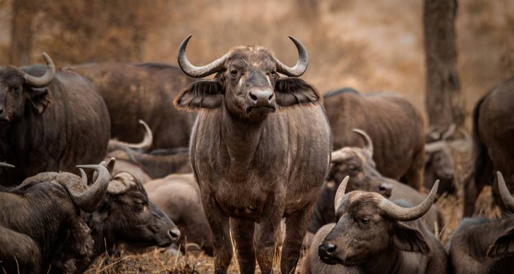 Safari 3D/2N au Ngorongoro et au lac Manyara - Bamba Travel 10