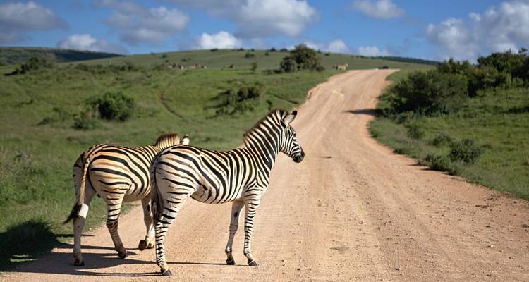 Deux zèbres debout sur un sentier dans un paysage de savane.