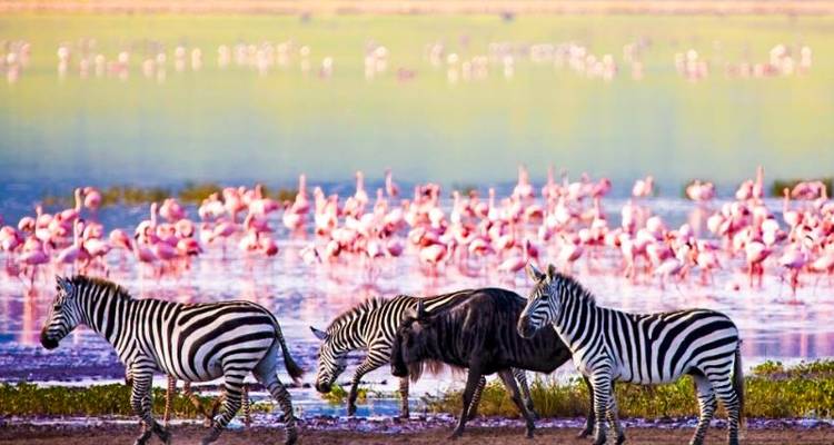 Safari 3D/2N au Ngorongoro et au lac Manyara - Bamba Travel 1
