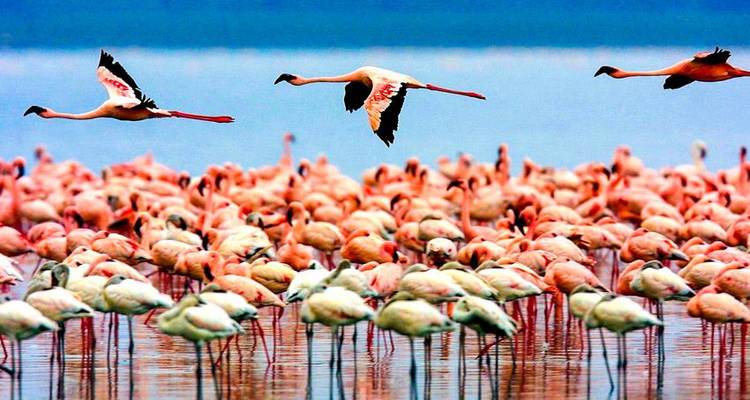 Safari 3D/2N au Ngorongoro et au lac Manyara - Bamba Travel 2