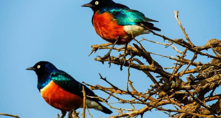 Safari 3D/2N au Ngorongoro et au lac Manyara - Bamba Travel 3