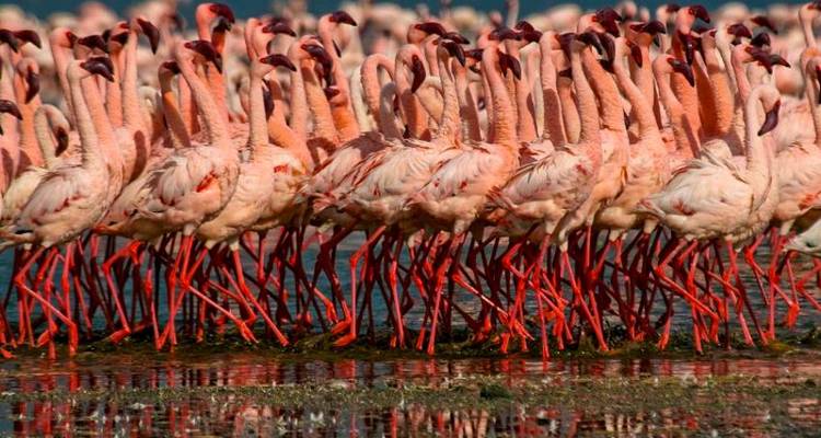 Safari 3D/2N au Ngorongoro et au lac Manyara - Bamba Travel 6